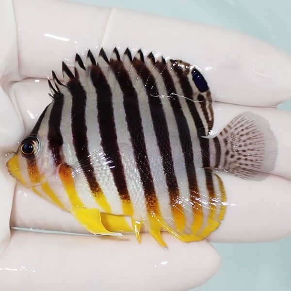 【現物51】sale シマヤッコ 6cm±! 海水魚 生体 15時までのご注文で当日...