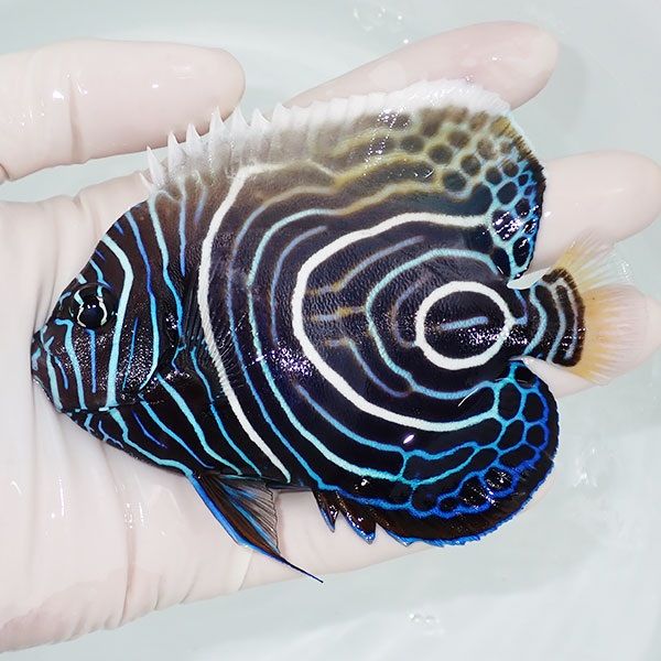 【現物9】タテジマキンチャクダイ(ウズキン) 11cm±!海水魚 ヤッコ 15時...