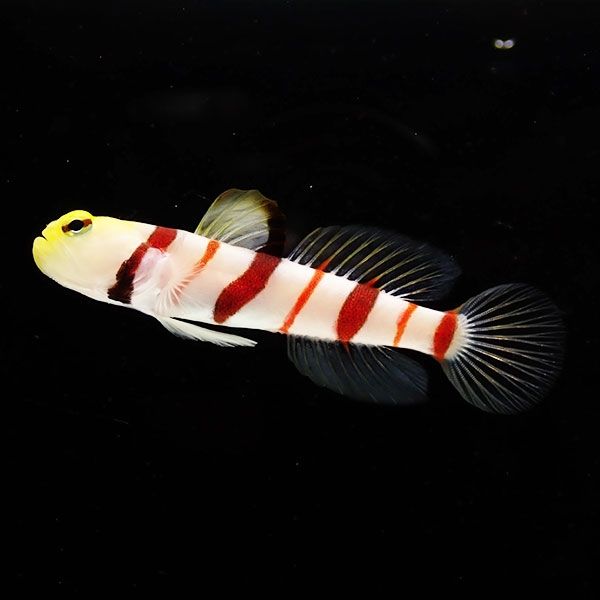【現物2】ドラクラシュリンプゴビー 5.5cm±!海水魚 ハゼ 15時までのご注...