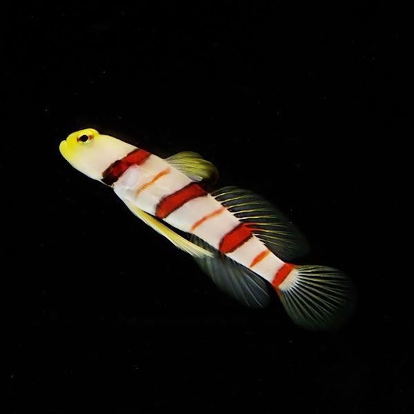 【現物3】ドラクラシュリンプゴビー 5.5cm± 海水魚 ハゼ! 餌付け 15時ま...