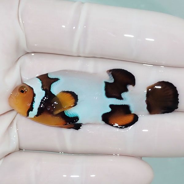 【現物4】Aグレード ブラックピカソクラウン 6cm±! 海水魚 クマノミ 餌...