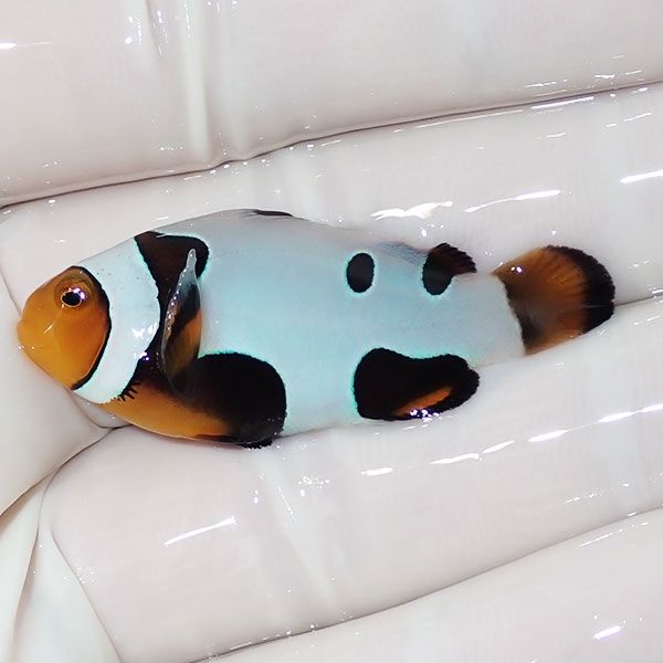 【現物8】Aグレード ブラックピカソクラウン 4.2cm±! 海水魚 クマノミ ...