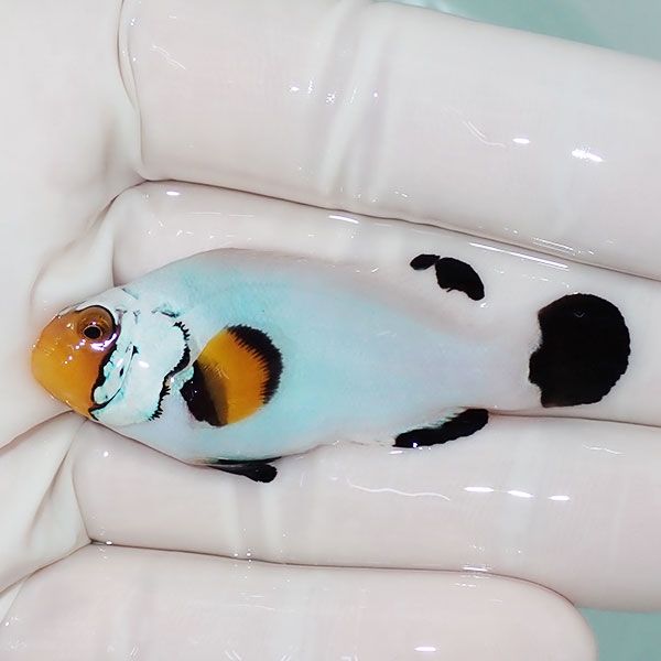 【現物1】プラチナクラウン 大きめ 5.5cm±!海水魚 クマノミ ブリード 15...