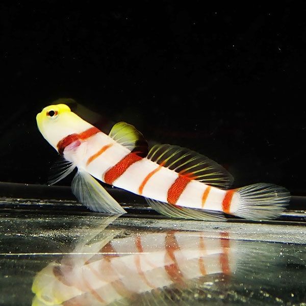 【現物4】ドラクラシュリンプゴビー 4cm±! 海水魚 ハゼ 15時までのご注...