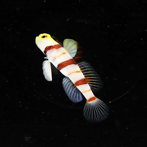 【現物5】ドラクラシュリンプゴビー 3.8cm±! 海水魚 ハゼ 15時までのご...