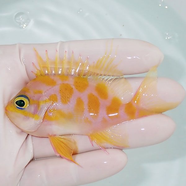 【現物1】マダラハナダイ 9cm±!海水魚 ハナダイ15時までのご注文で当日...