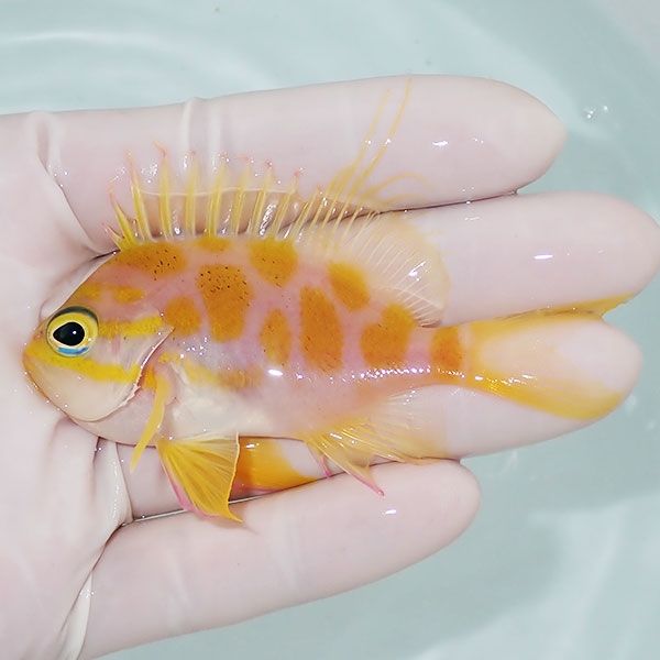 【現物2】マダラハナダイ 8cm±!海水魚 ハナダイ15時までのご注文で当日...