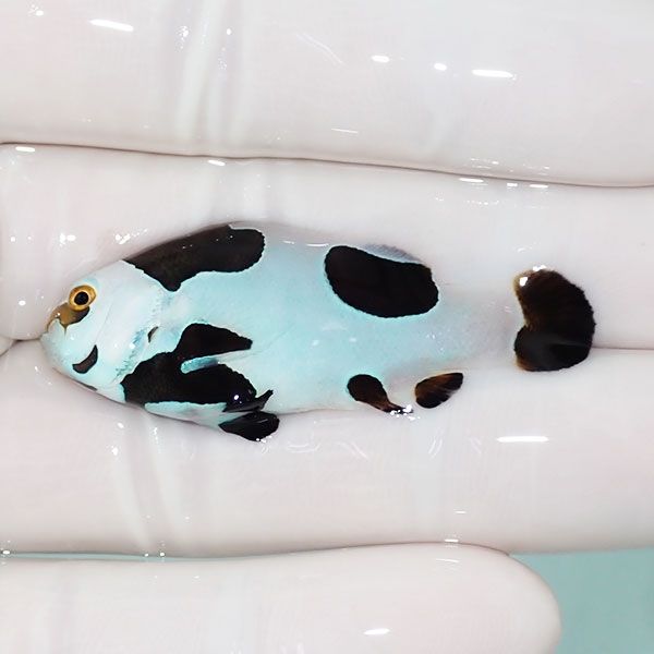 【現物5】ピカソストーム 4.5cm± !海水魚 クマノミ 15時までのご注文で...