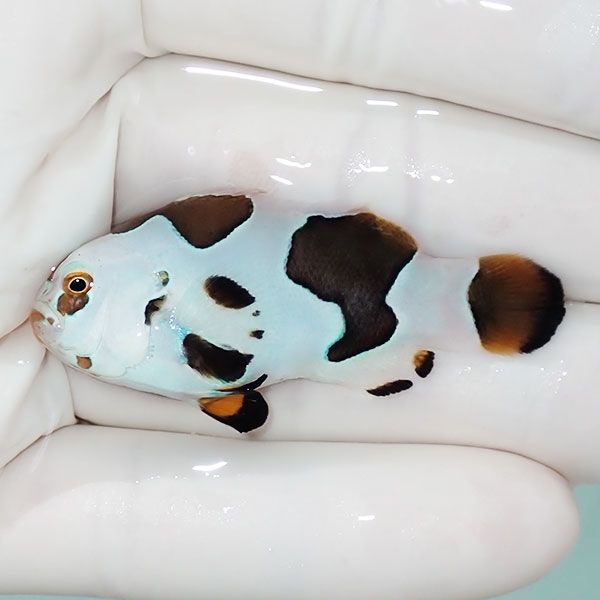 【現物6】ピカソストーム 4.7cm!海水魚 クマノミ 15時までのご注文で当...