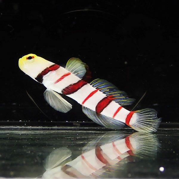 【現物1】ドラクラシュリンプゴビー 7cm 海水魚 ハゼ !15時までのご注...