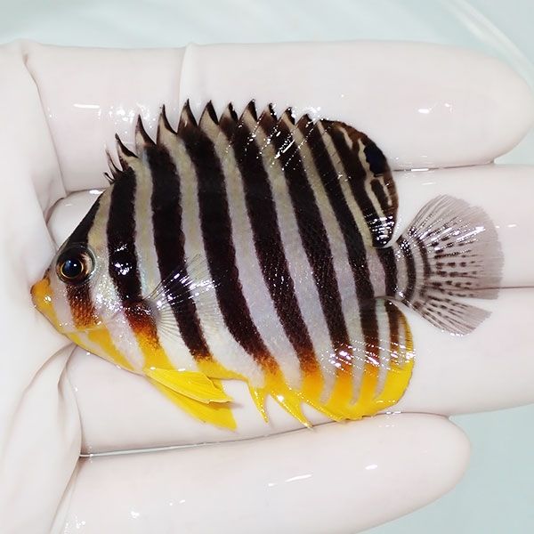 【現物9】尾鰭裂け シマヤッコ 6cm±! 海水魚 生体 15時までのご注文で当...