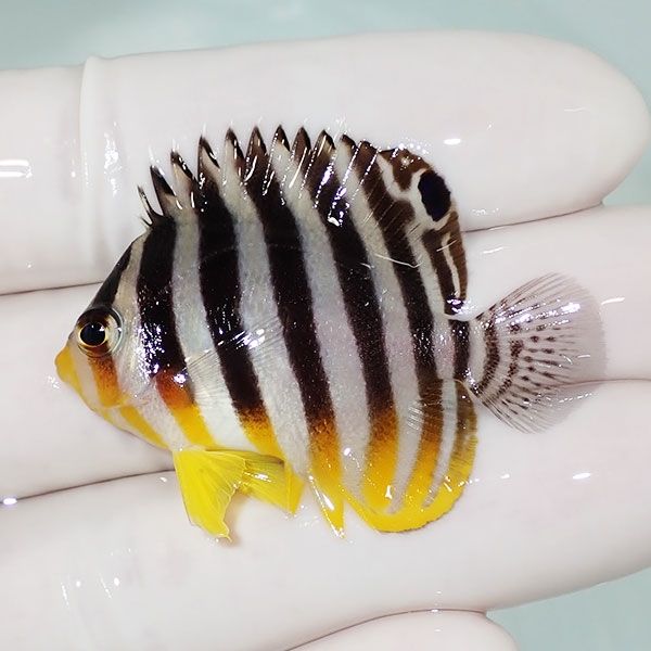 【現物4】sale シマヤッコ 4.5cm±! 海水魚 生体 15時までのご注文で当日...