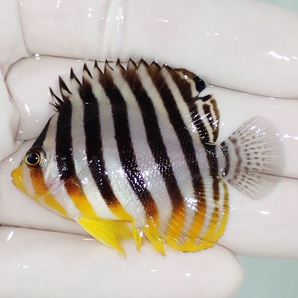 【現物5】sale シマヤッコ 5.5cm±! 海水魚 生体 15時までのご注文で当日...