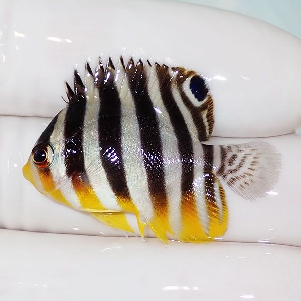 【現物1】saleシマヤッコ 3.5cm±! 海水魚 生体 15時までのご注文で当日...