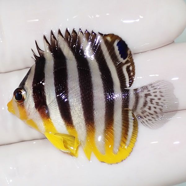 【現物2】sale シマヤッコ 4cm±! 海水魚 生体 15時までのご注文で当日発...