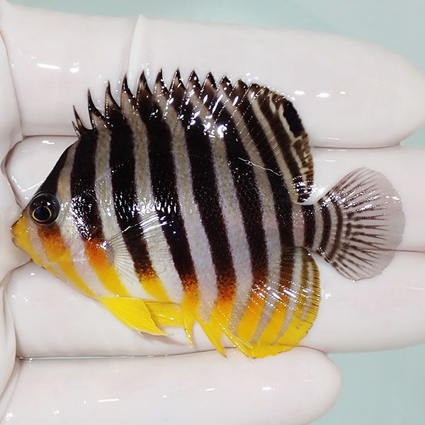 【現物8】sale シマヤッコ 6cm±! 海水魚 生体 15時までのご注文で当日発...