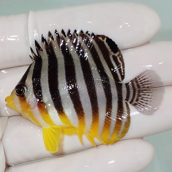 【現物7】sale シマヤッコ 5.5cm±! 海水魚 生体 15時までのご注文で当日...