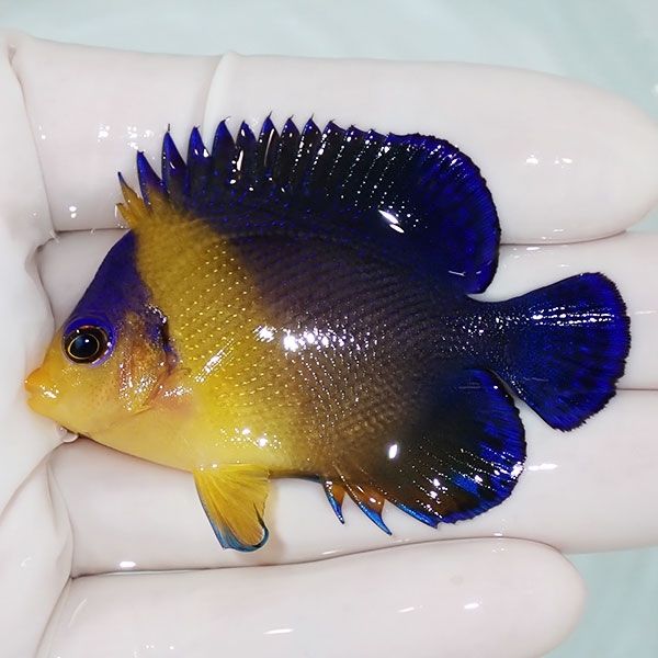 【現物13】スミレヤッコ 6cm±! 海水魚 ヤッコ 15時までのご注文で当日発...