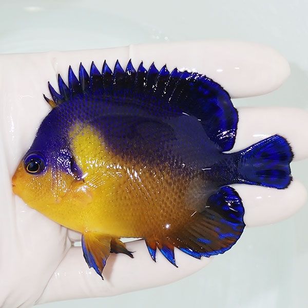 【現物14】スミレヤッコ 8.5cm±! 海水魚 ヤッコ 15時までのご注文で当日...