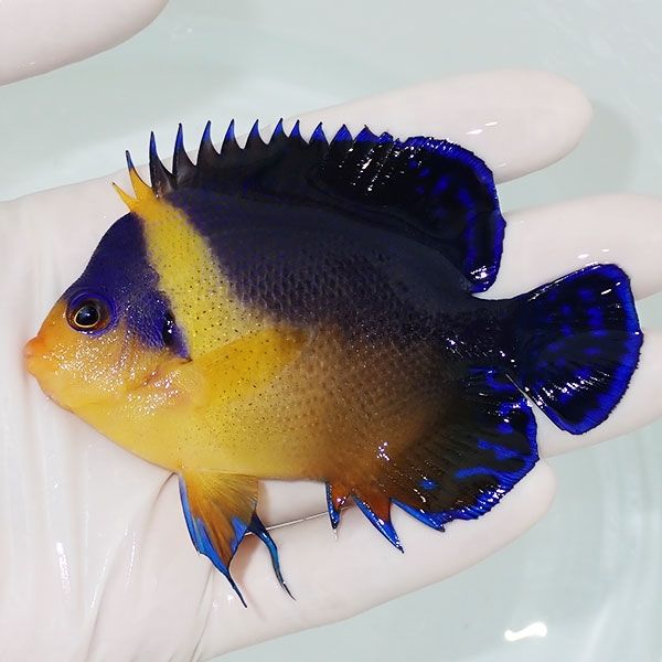 【現物15】スミレヤッコ 9.5cm±! 海水魚 ヤッコ 15時までのご注文で当日...