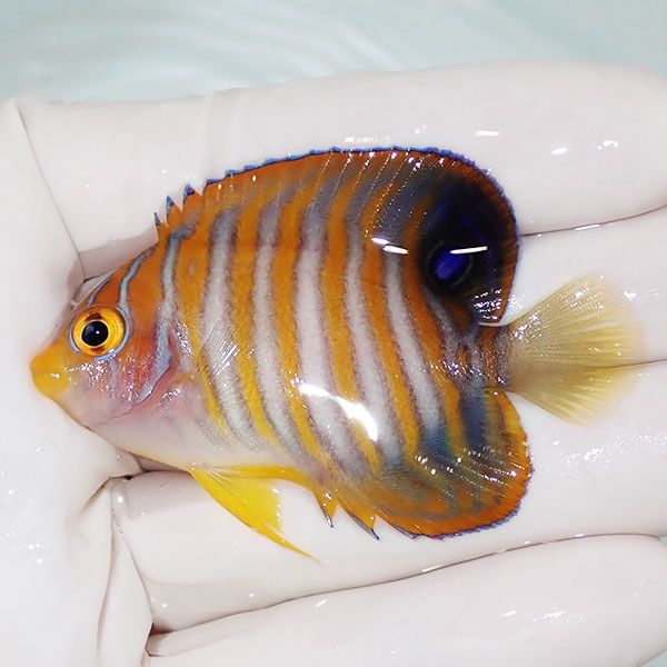 【現物1】ニシキヤッコ 6cm±!海水魚 ヤッコ15時までのご注文で当日発送(...