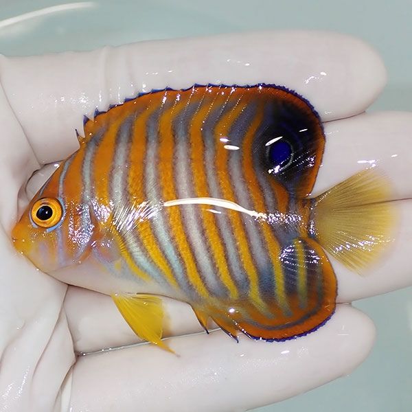 【現物2】ニシキヤッコ 7cm±!海水魚 ヤッコ15時までのご注文で当日発送(...