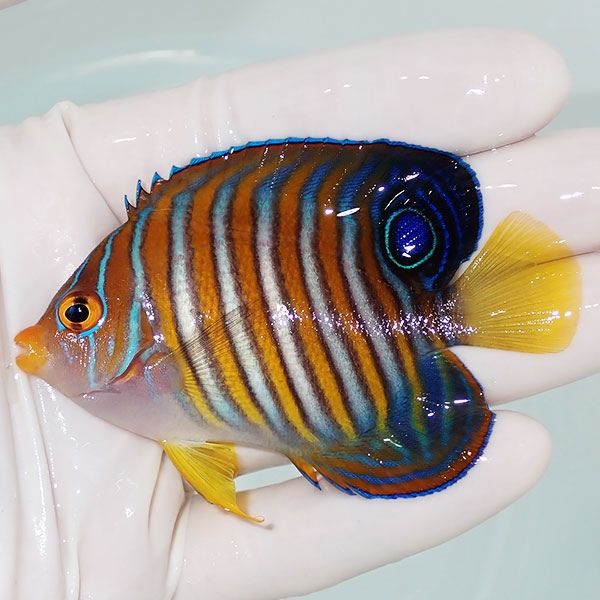 【現物3】ニシキヤッコ 7.5cm±!海水魚 ヤッコ15時までのご注文で当日発...