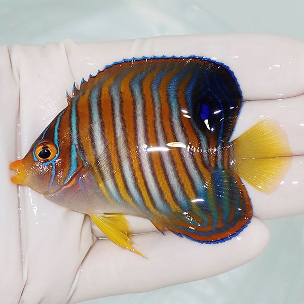 【現物4】ニシキヤッコ 7.5cm±!海水魚 ヤッコ15時までのご注文で当日発...