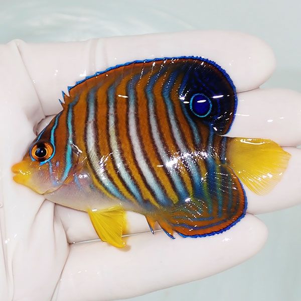 【現物5】ニシキヤッコ 7cm±!海水魚 ヤッコ15時までのご注文で当日発送(...