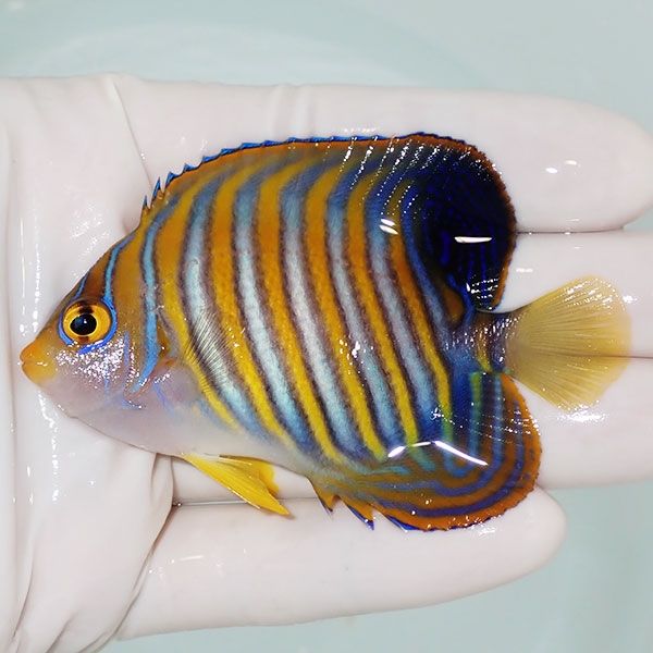 【現物6】ニシキヤッコ 7.5cm±!海水魚 ヤッコ15時までのご注文で当日発...