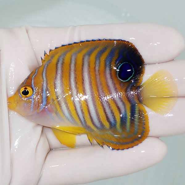 【現物7】ニシキヤッコ 7cm±!海水魚 ヤッコ15時までのご注文で当日発送(...