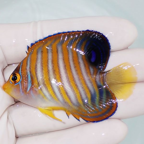 【現物8】ニシキヤッコ 6.5cm±!海水魚 ヤッコ15時までのご注文で当日発...