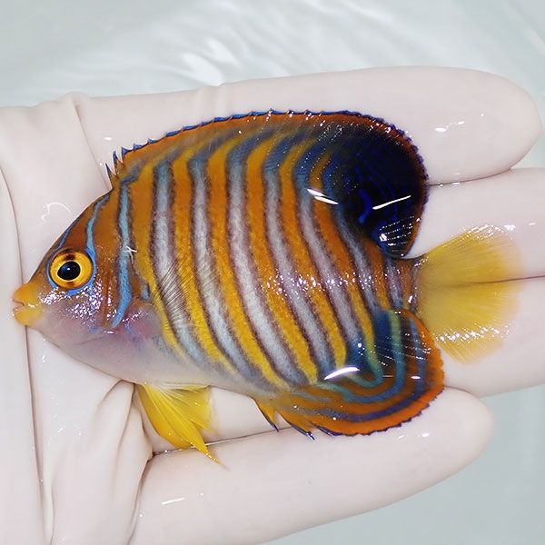 【現物9】 ニシキヤッコ 7.5cm±!海水魚 ヤッコ15時までのご注文で当日発...