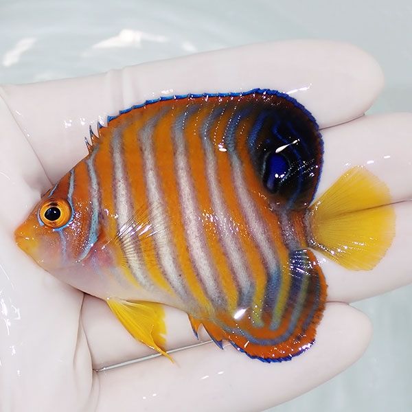 【現物10】ニシキヤッコ 7cm±!海水魚 ヤッコ15時までのご注文で当日発送...