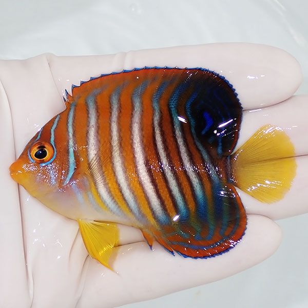 【現物11】ニシキヤッコ 7.5cm±!海水魚 ヤッコ15時までのご注文で当日発...