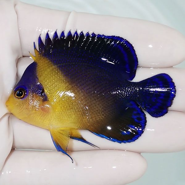 【現物10】スミレヤッコ 6.5cm±! 海水魚 ヤッコ 15時までのご注文で当日...