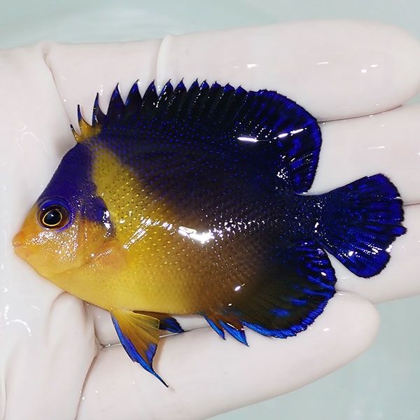 【現物11】スミレヤッコ 7cm±! 海水魚 ヤッコ 15時までのご注文で当日発...