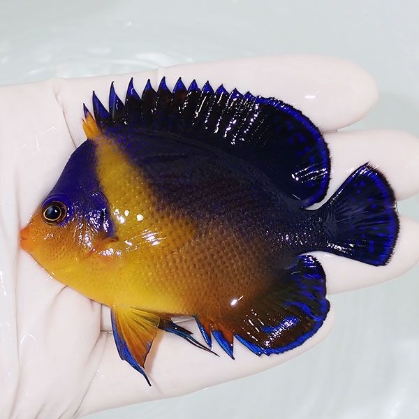 【現物12】スミレヤッコ 8cm±! 海水魚 ヤッコ 15時までのご注文で当日発...