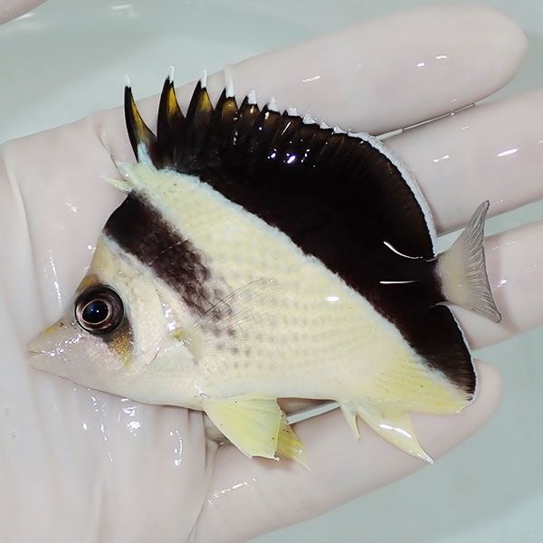 【現物3】粒エサOK バーゲスバタフライ 8.5cm±! 海水魚 チョウチョウウ...