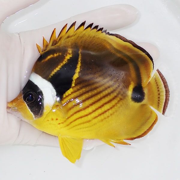 【現物】チョウハン 12.5cm±!チョウチョウウオ 海水魚 生体 15時までの...