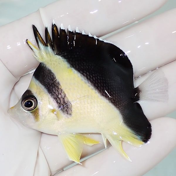 【現物1】粒エサOK バーゲスバタフライ 6cm±! 海水魚 チョウチョウウオ ...