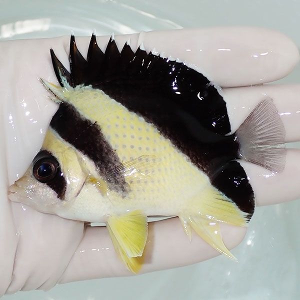 【現物2】粒エサOK バーゲスバタフライ 8.5cm±! 海水魚 チョウチョウウ...