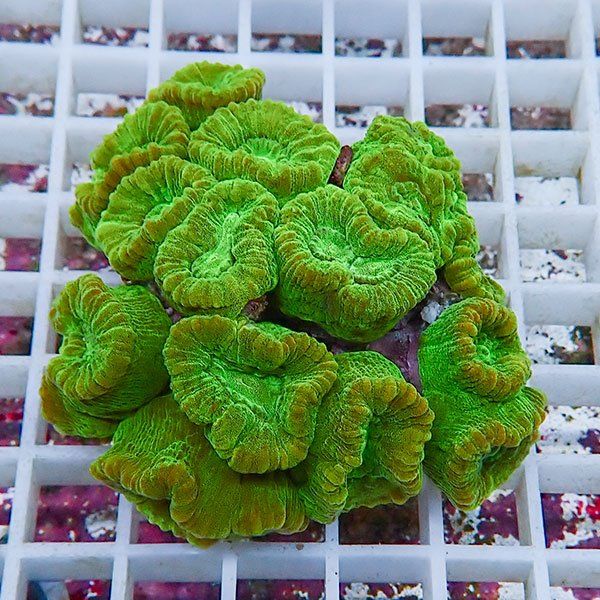 【サンゴ現物3】タバネサンゴ! 15時までのご注文で当日発送 【サンゴ】