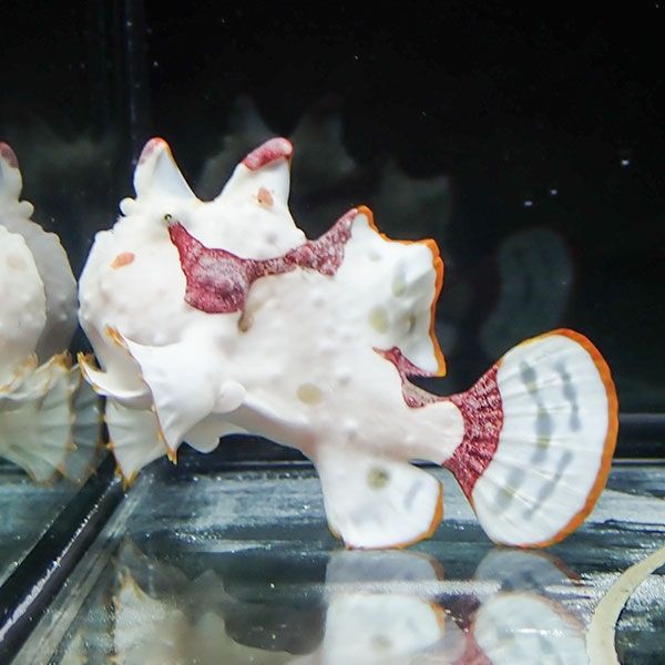 【現物1】クマドリカエルアンコウ 5cm! 海水魚 アンコウ 15時までのご注...