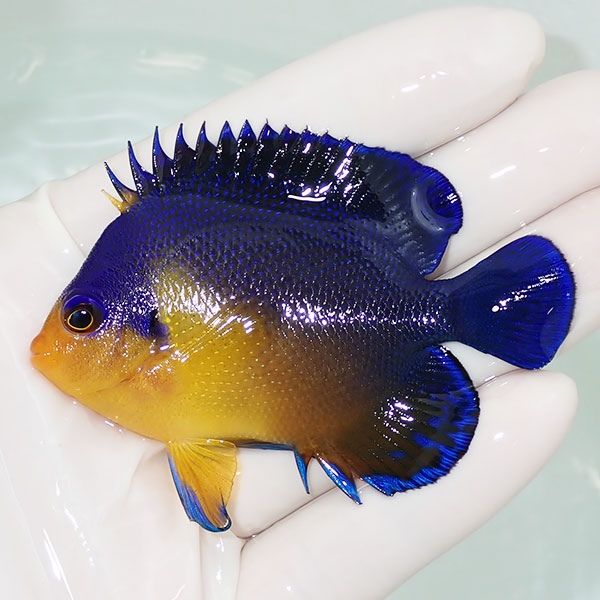 【現物22】スミレヤッコ 7.5cm±! 海水魚 ヤッコ 15時までのご注文で当日...