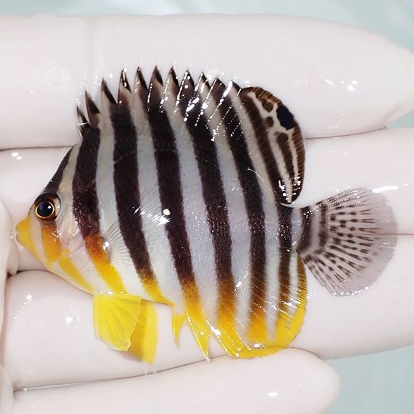 【現物3】sale シマヤッコ 5.5cm±! 海水魚 生体 15時までのご注文で当日...