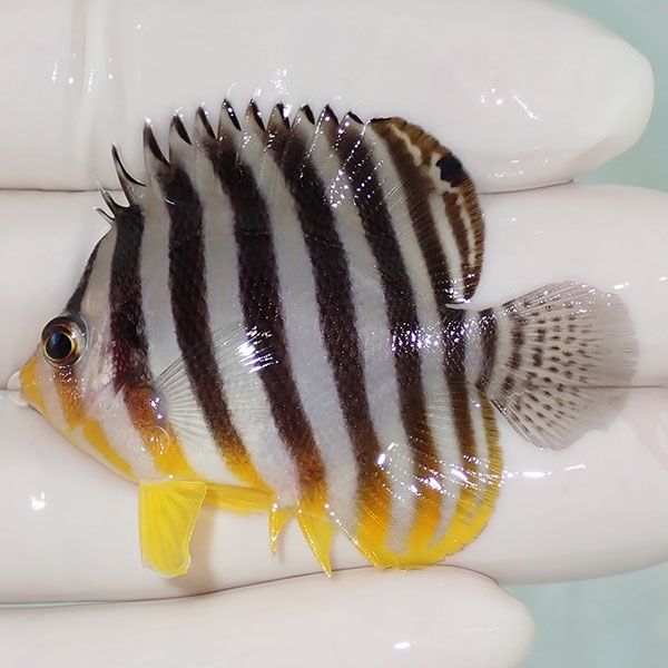 【現物9】sale シマヤッコ 5cm±! 海水魚 生体 15時までのご注文で当日発...
