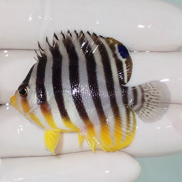 【現物10】sale シマヤッコ 5cm±! 海水魚 生体 15時までのご注文で当日...
