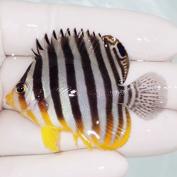 【現物5】sale シマヤッコ 5.5cm±! 海水魚 生体 15時までのご注文で当日...