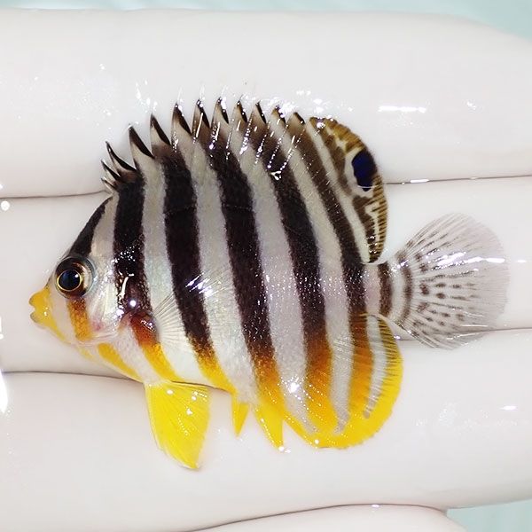 【現物1】saleシマヤッコ 4.5cm±! 海水魚 生体 15時までのご注文で当日...